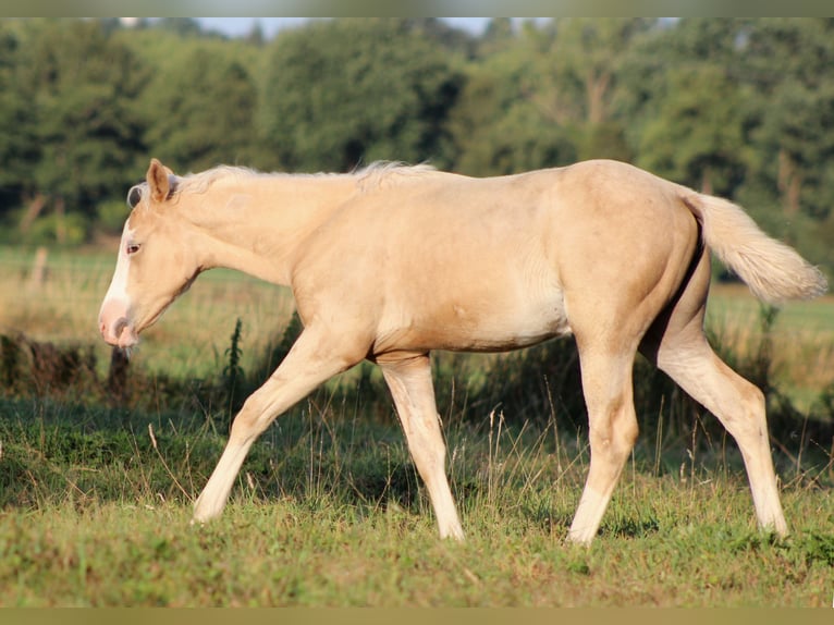 American Quarter Horse Klacz Źrebak (05/2026) 150 cm Izabelowata in Stade