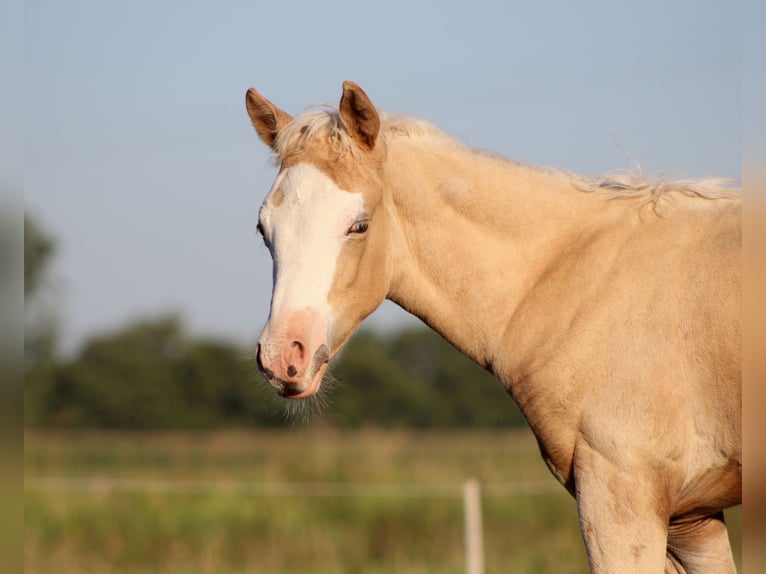 American Quarter Horse Klacz Źrebak (05/2026) 150 cm Izabelowata in Stade