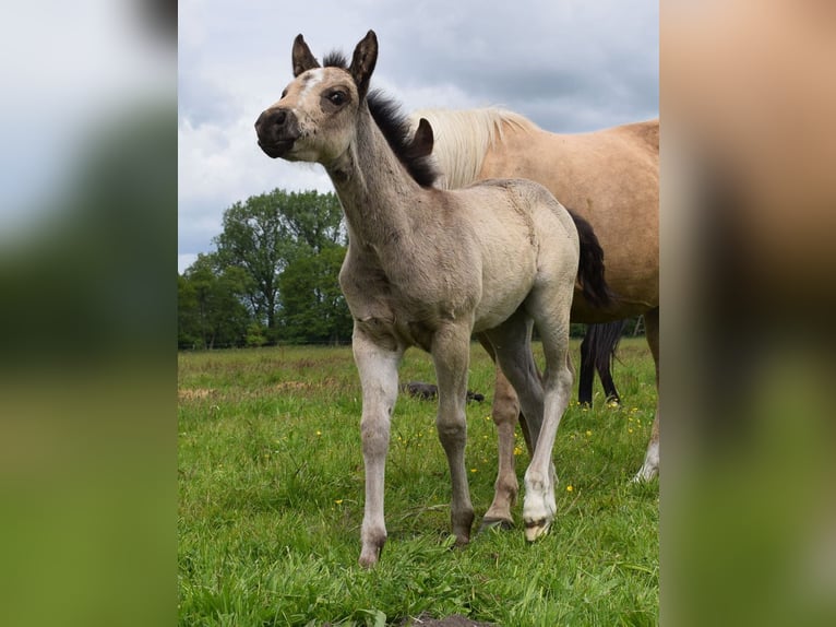 American Quarter Horse Klacz  150 cm Jelenia in Neustadt Dosse
