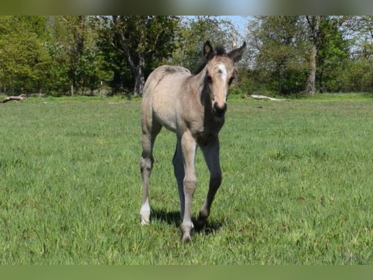 American Quarter Horse Klacz  150 cm Jelenia in Neustadt Dosse