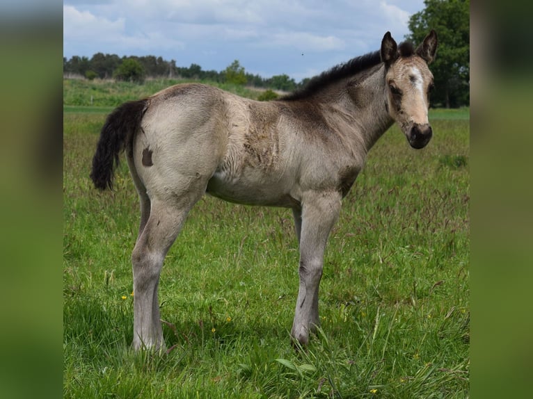 American Quarter Horse Klacz  150 cm Jelenia in Neustadt Dosse