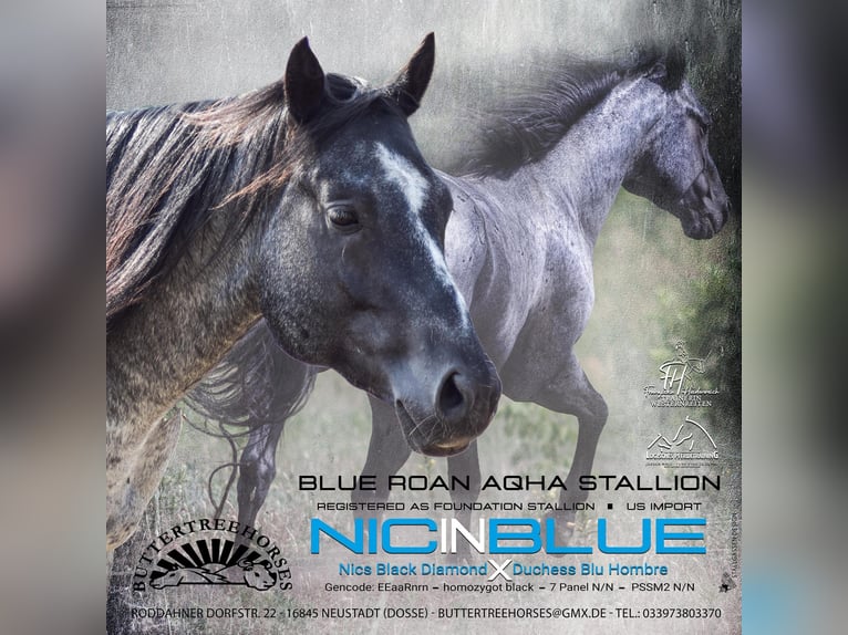 American Quarter Horse Klacz  150 cm Jelenia in Neustadt Dosse