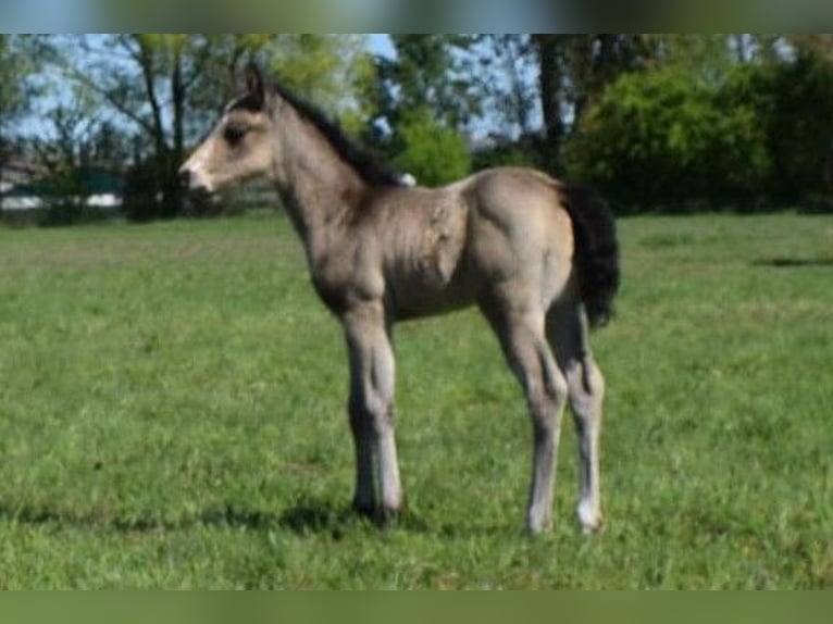 American Quarter Horse Klacz  150 cm Jelenia in Neustadt Dosse