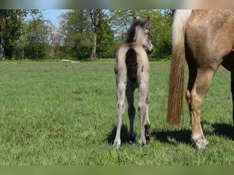 American Quarter Horse Klacz  150 cm Jelenia in Neustadt Dosse