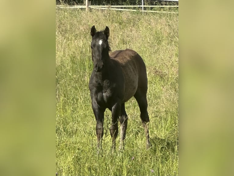 American Quarter Horse Klacz  150 cm Karodereszowata in Miltenberg