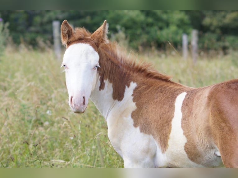 American Quarter Horse Klacz Źrebak (04/2024) 150 cm Kasztanowata in Steinsberg