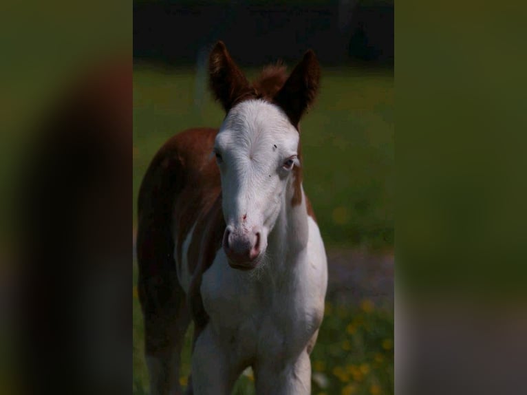 American Quarter Horse Klacz Źrebak (04/2024) 150 cm Kasztanowata in Steinsberg