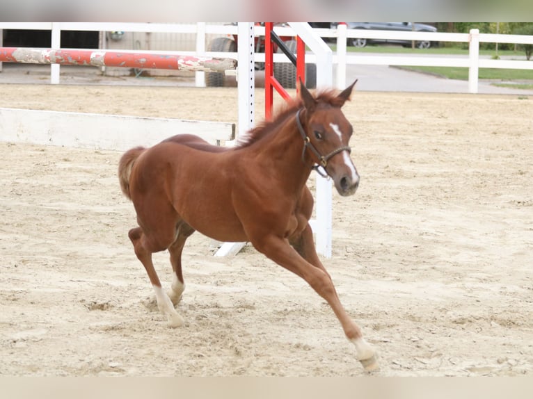 American Quarter Horse Klacz Źrebak (06/2024) 150 cm Kasztanowata in Herne