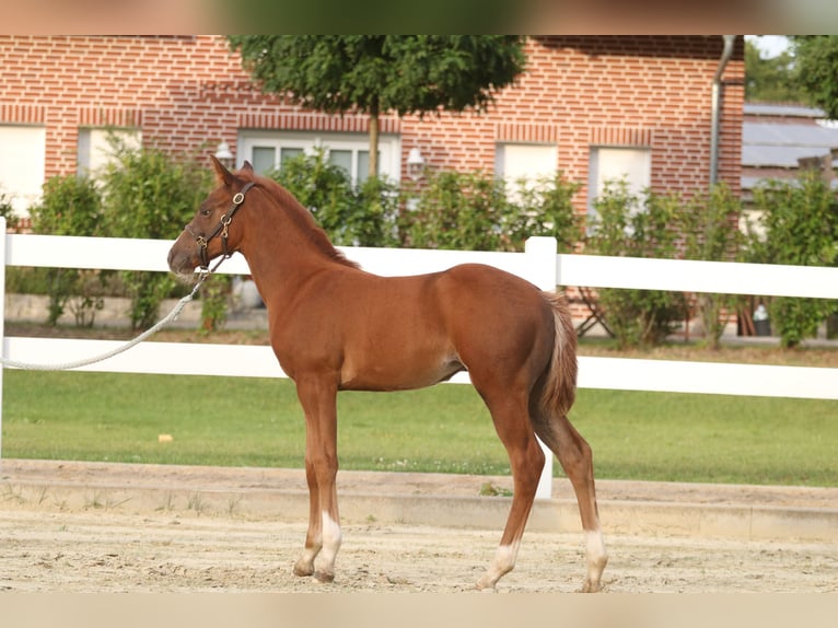 American Quarter Horse Klacz Źrebak (06/2024) 150 cm Kasztanowata in Herne