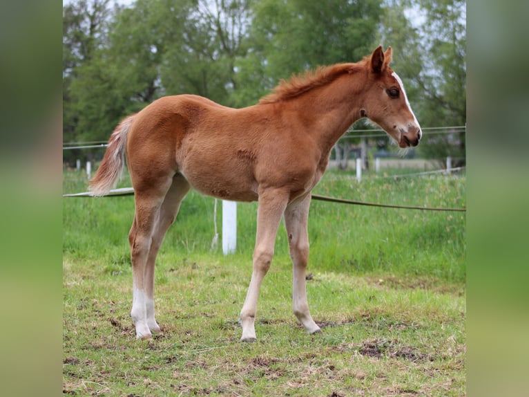 American Quarter Horse Klacz Źrebak (03/2026) 150 cm Kasztanowata in Stade