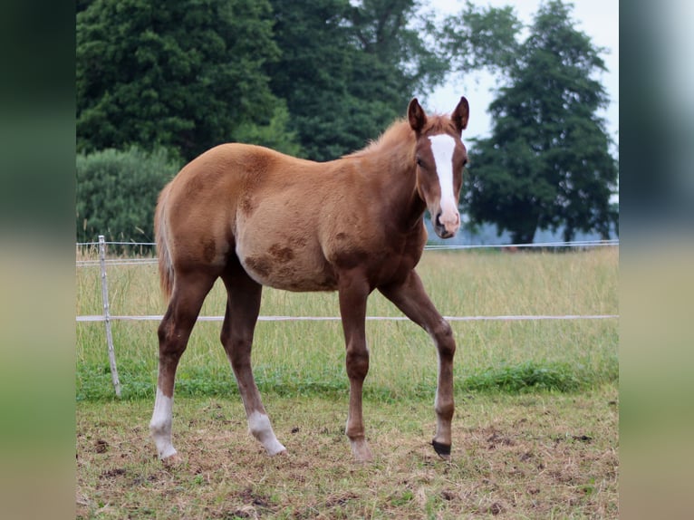 American Quarter Horse Klacz Źrebak (03/2026) 150 cm Kasztanowata in Stade