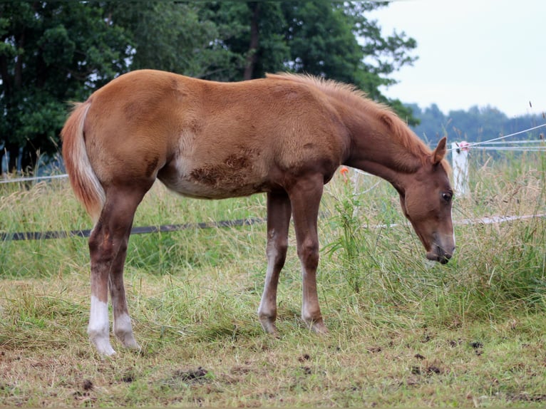 American Quarter Horse Klacz Źrebak (03/2026) 150 cm Kasztanowata in Stade