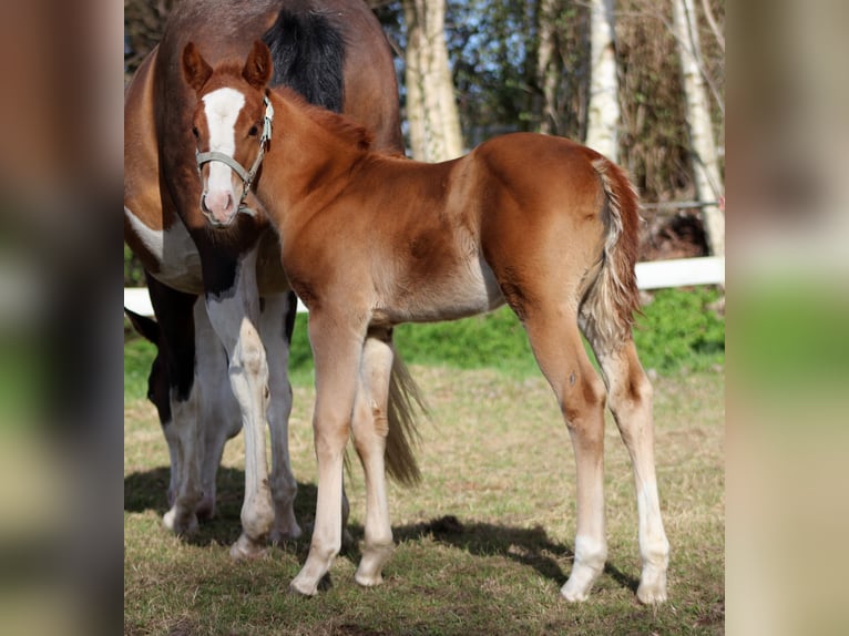 American Quarter Horse Klacz Źrebak (03/2026) 150 cm Kasztanowata in Stade