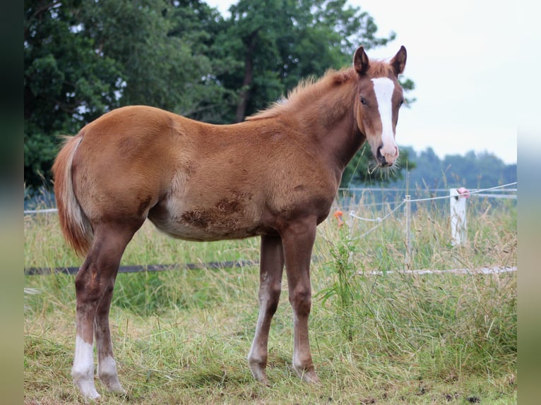American Quarter Horse Klacz Źrebak (03/2026) 150 cm Kasztanowata in Stade