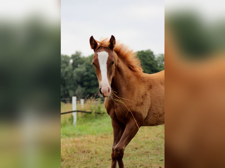 American Quarter Horse Klacz Źrebak (03/2026) 150 cm Kasztanowata in Stade