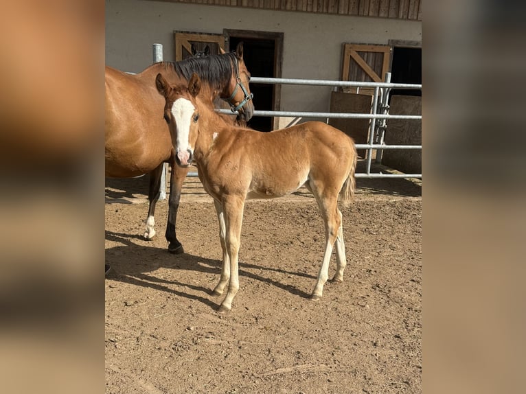 American Quarter Horse Klacz Źrebak (05/2026) 150 cm Kasztanowata in Daleiden