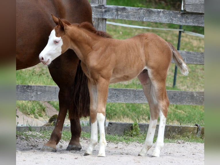 American Quarter Horse Klacz Źrebak (05/2026) 150 cm Kasztanowata in Kronach