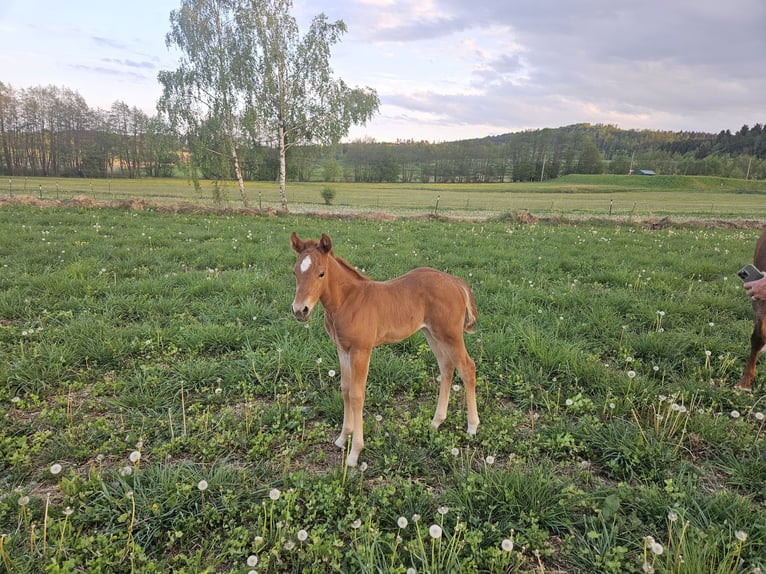 American Quarter Horse Klacz Źrebak (01/2026) 150 cm Kasztanowatodereszowata in Groß Siegharts