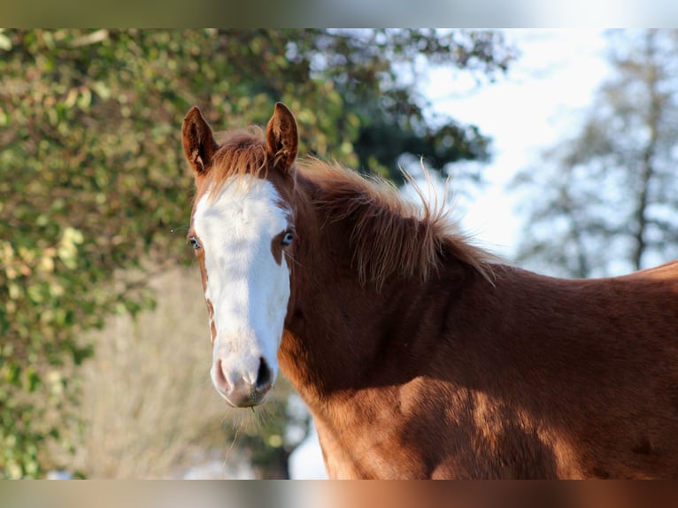 American Quarter Horse Klacz Źrebak (03/2025) 151 cm Kasztanowata in Stade