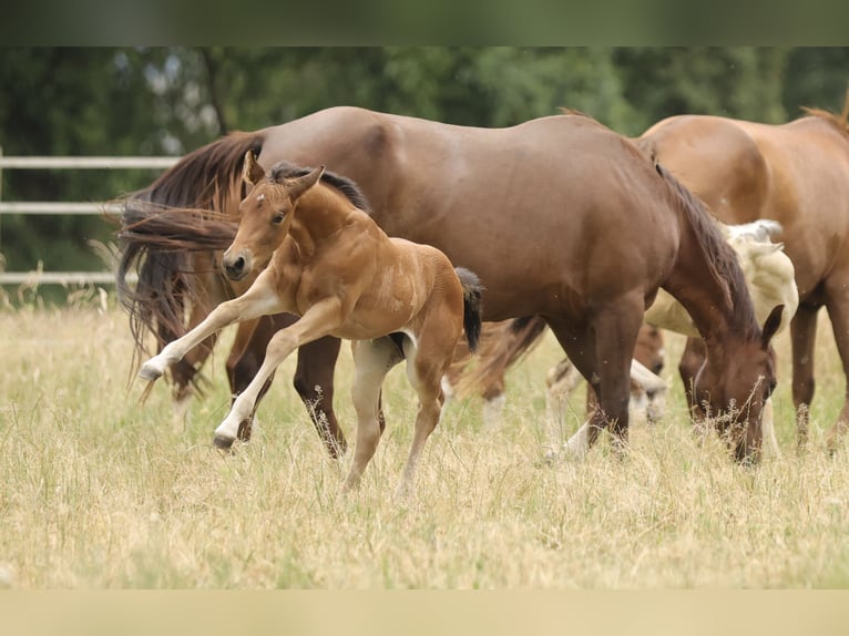American Quarter Horse Klacz Źrebak (04/2026) 152 cm Gniada in Waldshut-Tiengen