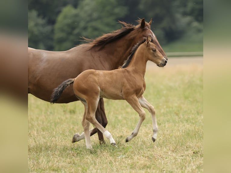 American Quarter Horse Klacz Źrebak (04/2026) 152 cm Gniada in Waldshut-Tiengen