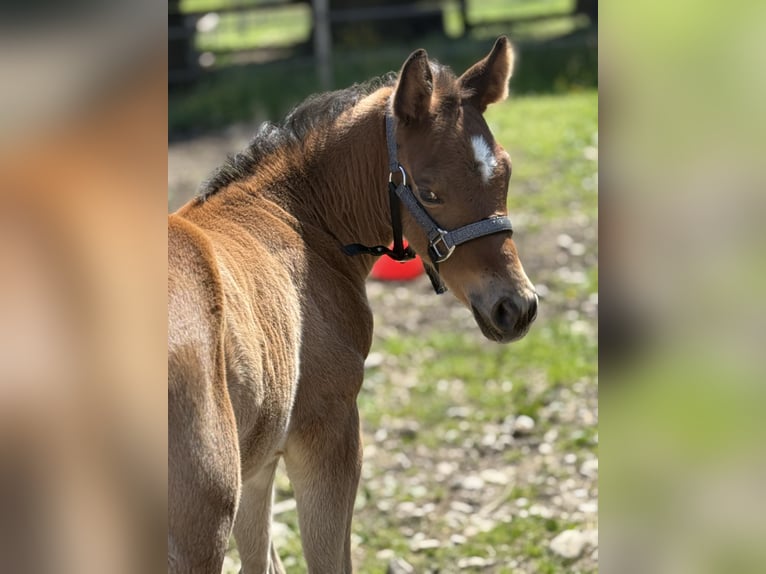 American Quarter Horse Klacz  152 cm Gniada in Thodure