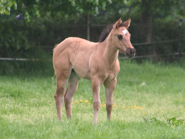American Quarter Horse Klacz Źrebak (03/2026) 152 cm Grullo in Düsseldorf