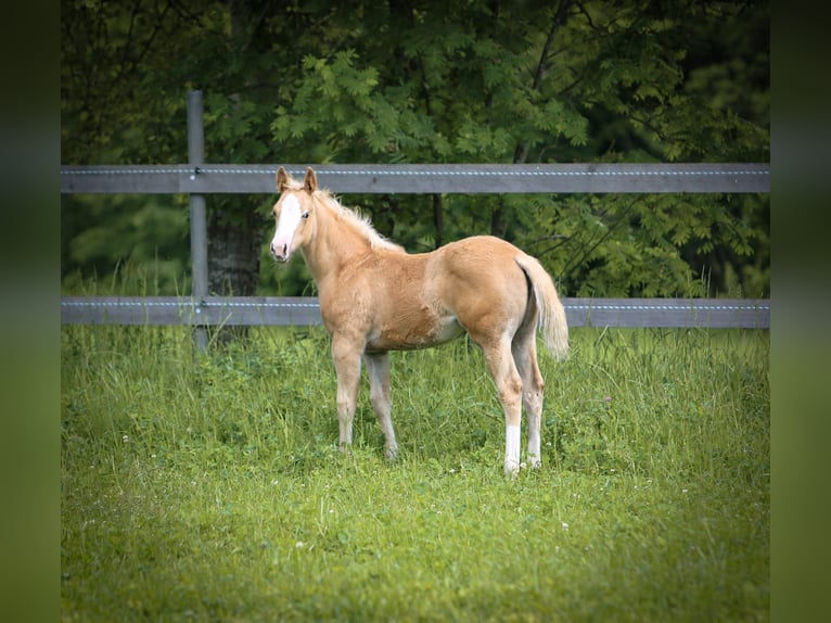 American Quarter Horse Klacz  152 cm Izabelowata in Waidhaus