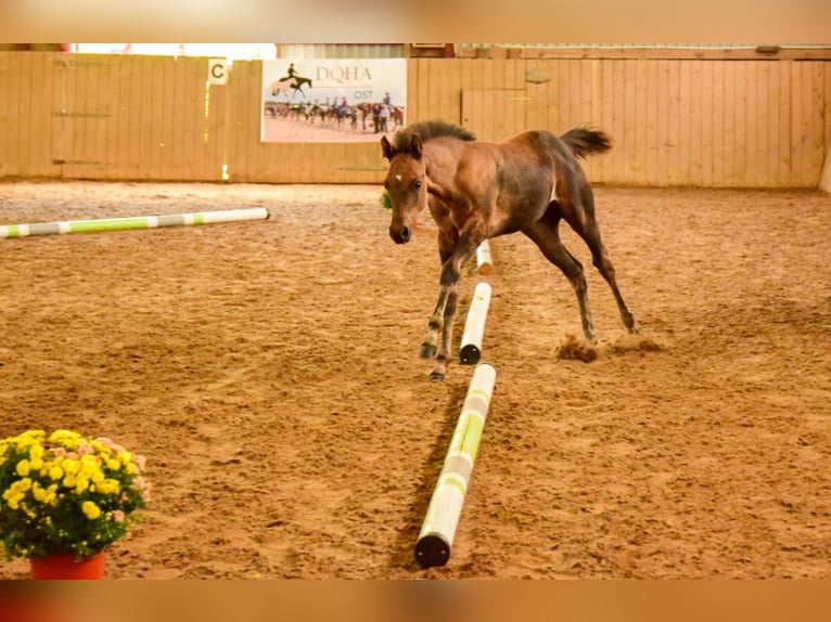 American Quarter Horse Klacz Źrebak (05/2025) 152 cm Jelenia in Venusberg
