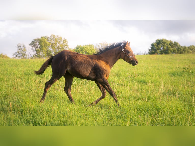 American Quarter Horse Klacz Źrebak (05/2025) 152 cm Jelenia in Venusberg