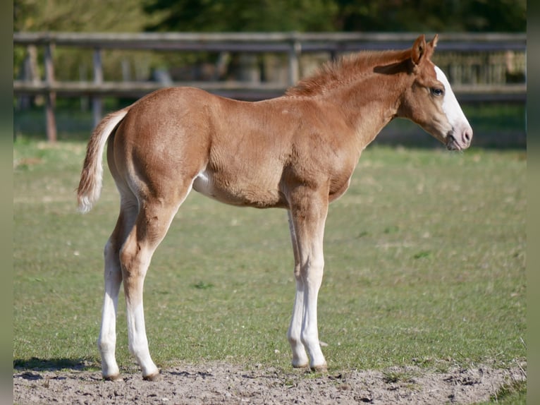 American Quarter Horse Klacz Źrebak (03/2026) 152 cm Kasztanowata in LauenbrückHelvesiek