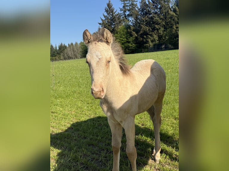 American Quarter Horse Klacz Źrebak (04/2026) 152 cm Szampańska in Daleiden