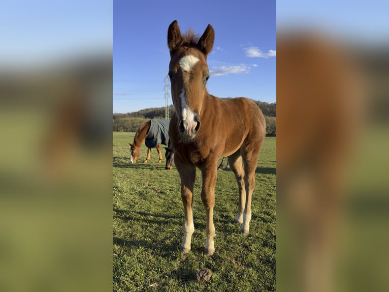 American Quarter Horse Klacz Źrebak (01/2026) 153 cm Ciemnokasztanowata in Usti nad Labem