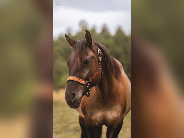 American Quarter Horse Klacz Źrebak (01/2026) 153 cm Ciemnokasztanowata in Usti nad Labem