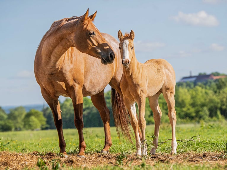 American Quarter Horse Klacz Źrebak (04/2026) 153 cm Izabelowata in Herzberg am Harz