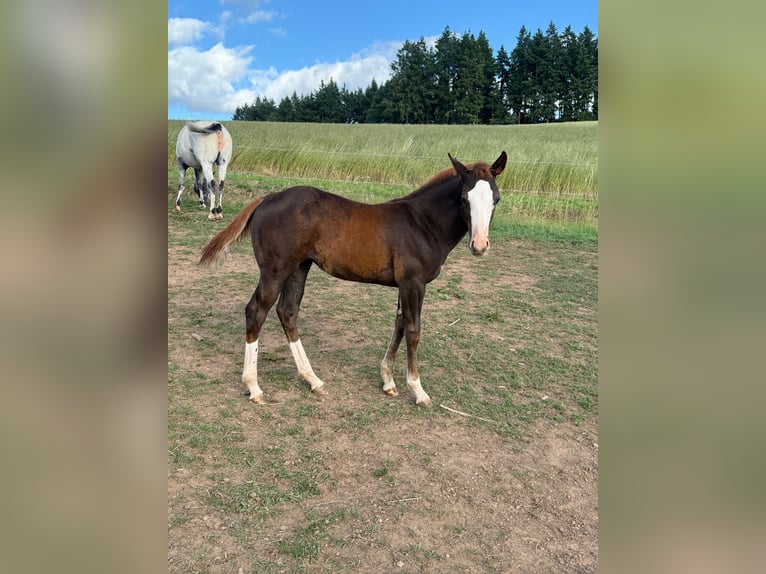 American Quarter Horse Klacz Źrebak (04/2025) 153 cm Kasztanowata in Daleiden
