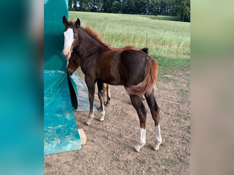 American Quarter Horse Klacz Źrebak (04/2025) 153 cm Kasztanowata in Daleiden