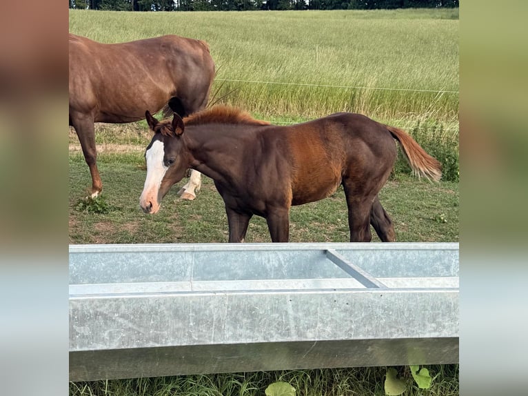American Quarter Horse Klacz Źrebak (04/2025) 153 cm Kasztanowata in Daleiden