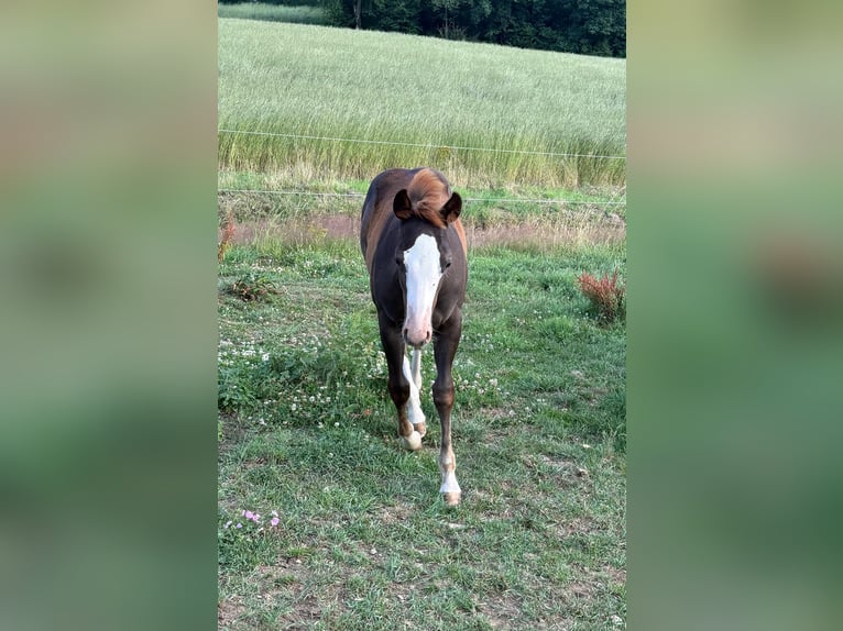 American Quarter Horse Klacz Źrebak (04/2025) 153 cm Kasztanowata in Daleiden