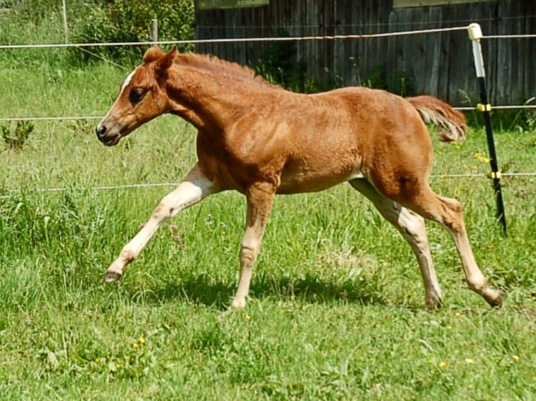 American Quarter Horse Klacz Źrebak (04/2024) 154 cm Ciemnokasztanowata in Kaufbeuren