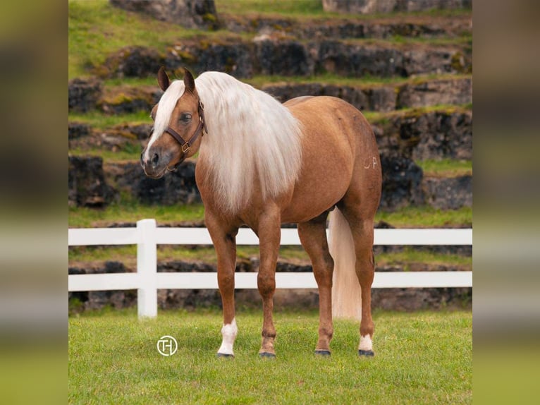 American Quarter Horse Klacz Źrebak (04/2024) 154 cm Ciemnokasztanowata in Kaufbeuren