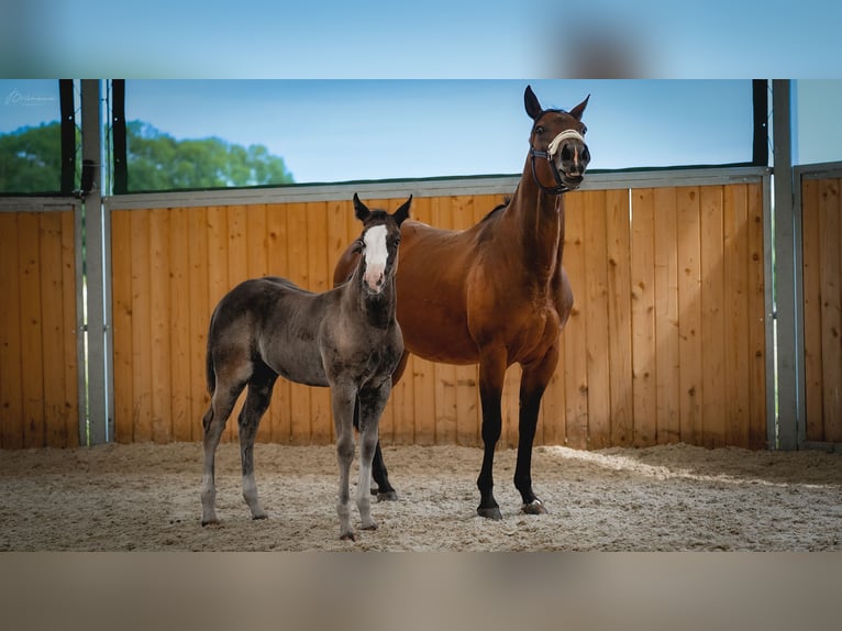 American Quarter Horse Klacz Źrebak (05/2024) 155 cm Kara in Ústí nad Labem