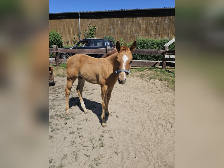 American Quarter Horse Klacz Źrebak (04/2026) 155 cm Kasztanowata in Bergkamen