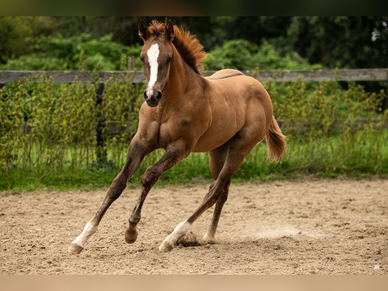 American Quarter Horse Klacz Źrebak (04/2024) 160 cm Bułana in Kehl