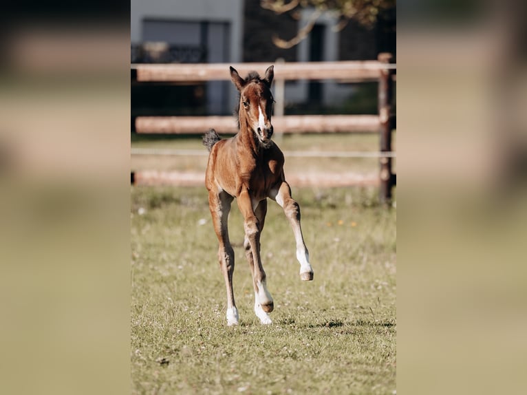 American Quarter Horse Klacz  160 cm Gniada in Kail
