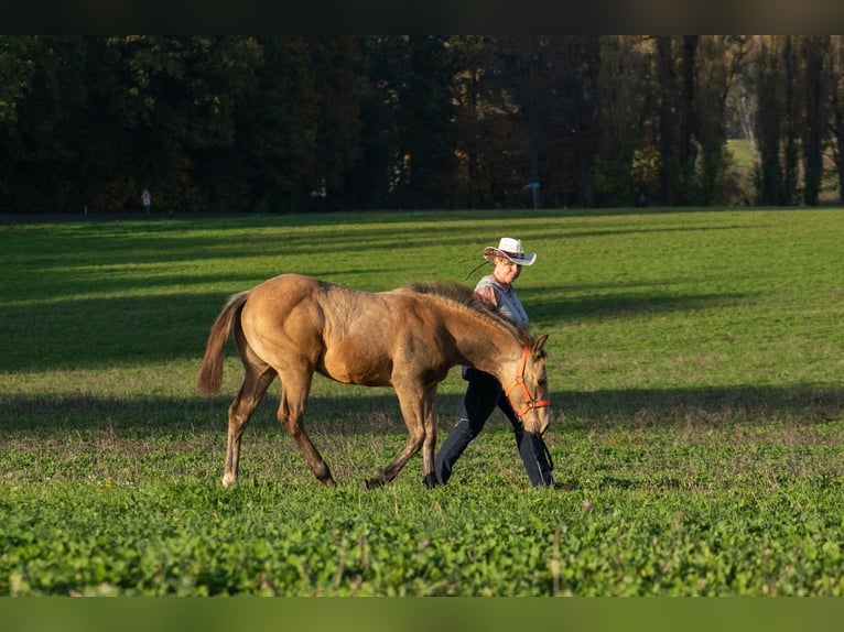 American Quarter Horse Klacz  160 cm Jelenia in Nýrsko