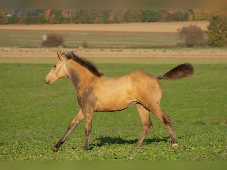 American Quarter Horse Klacz  160 cm Jelenia in Nýrsko