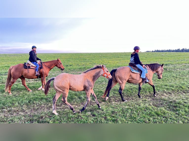 American Quarter Horse Klacz  160 cm Jelenia in Nýrsko