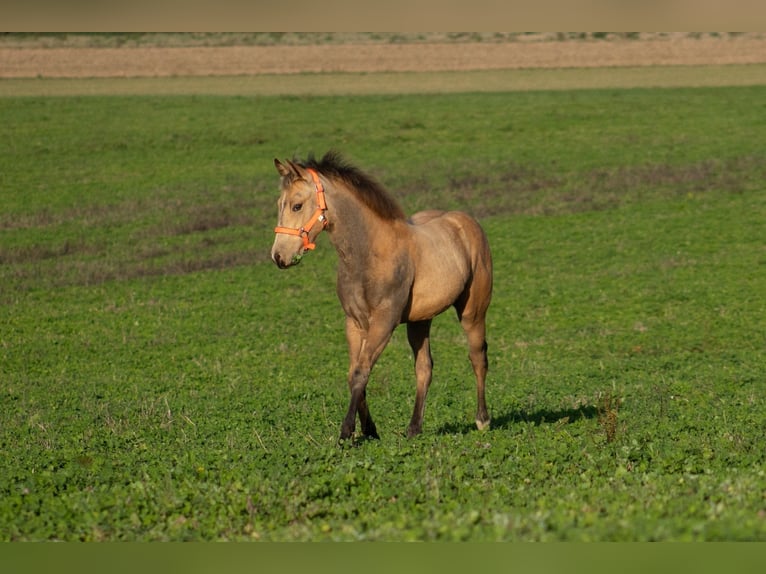 American Quarter Horse Klacz  160 cm Jelenia in Nýrsko