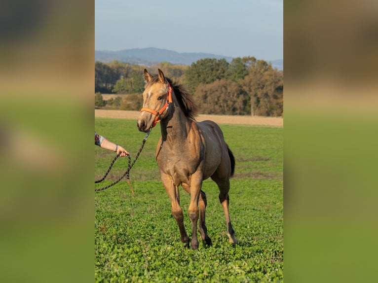 American Quarter Horse Klacz  160 cm Jelenia in Nýrsko